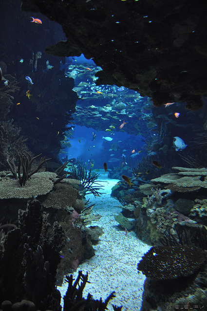 Oceanário de Lisboa (© Buelipix)