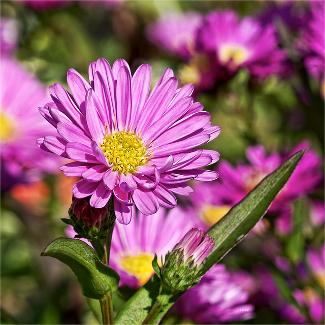 Aster novi-belgii