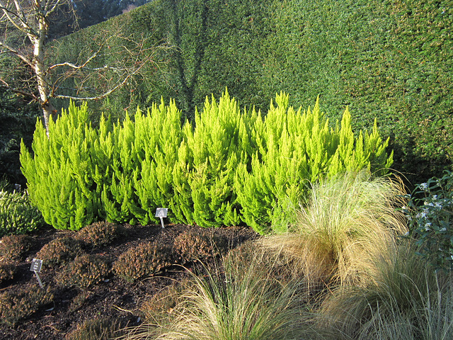 Just love the grasses and the contrasting bushes