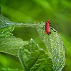 Red–headed Cardinal Beetle