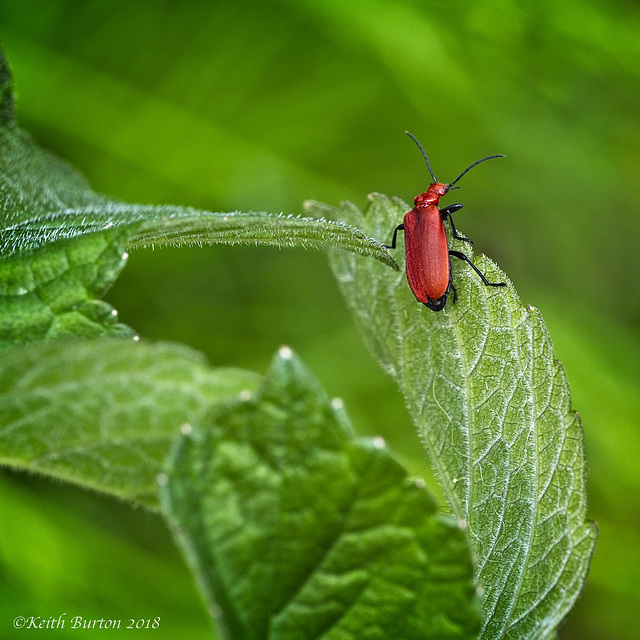 Red–headed Cardinal Beetle