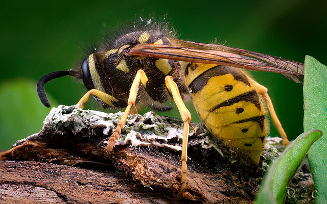 Wasp - Rear View