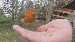 The Gazebo Robin's lunch break