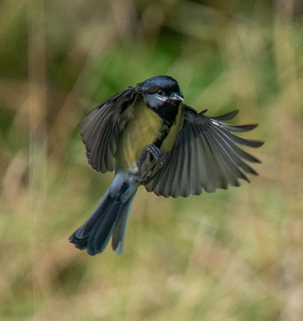 Great tit in flight