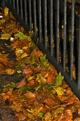 Leaves at the foot of a fence!