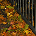 Leaves at the foot of a fence!