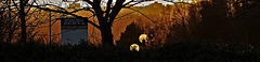 Outside Lights