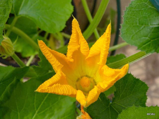 Courgette Flower