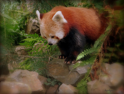 Panda Roux..............bonne journée à vous !