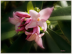 Bon mercredi à tous ***********❤️♀♀