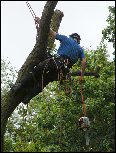 tree surgeon