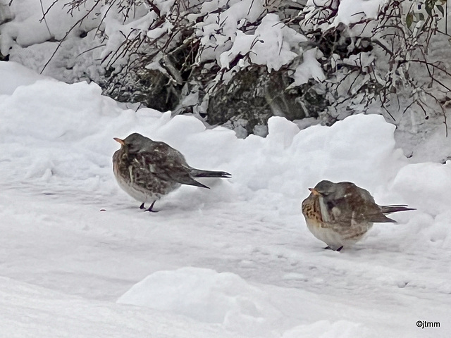 January Snows - the Courtyard Robins trying to stay warm