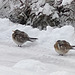 January Snows - the Courtyard Robins trying to stay warm