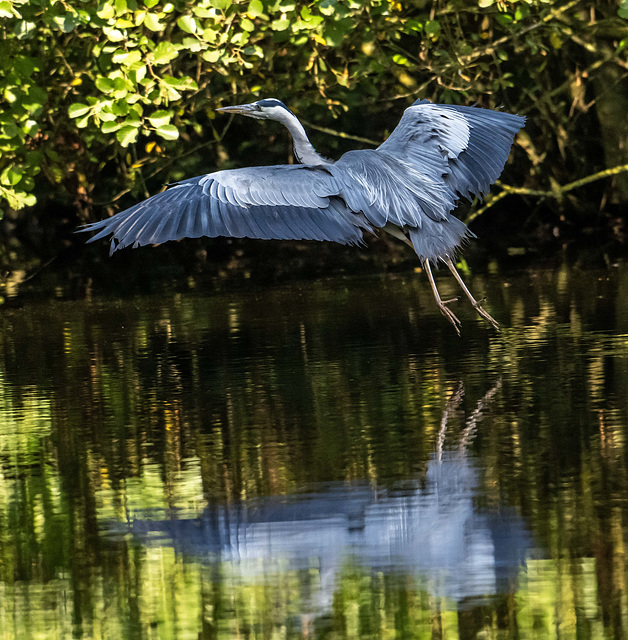 Heron