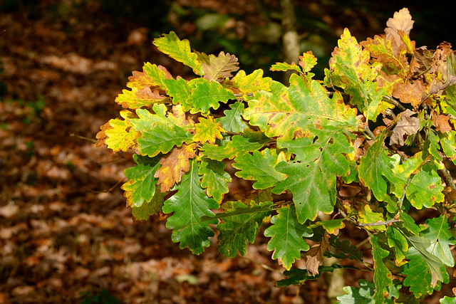 Oak leaves