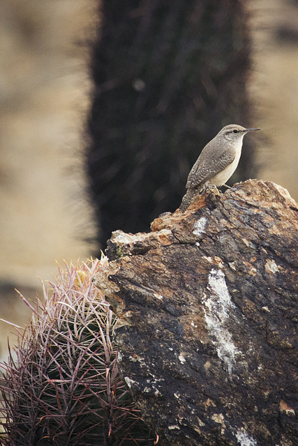 Rock Wren