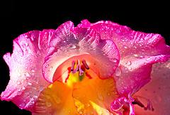 ... und heute einfach mal was Schönes, Saftiges, Strahlendes ...