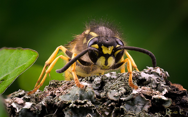 Wasp - Front View