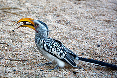 Namibia, Hornbill Bird in the Spitzkoppe Mountains