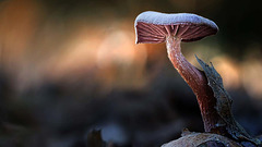 #1305 for ipernity homepage