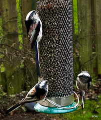 Long-Tailed Tits tend to feed together as extended families