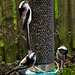 Long-Tailed Tits tend to feed together as extended families
