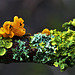 Yellow Brain Fungus Among The Lichen