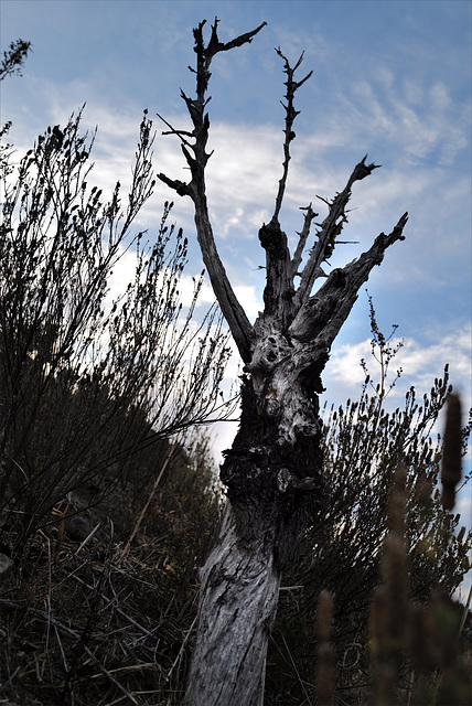 Penedos, Dead almond tree