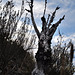 Penedos, Dead almond tree