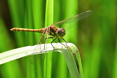 Common Darter - Sympetrum striolatum