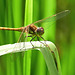 Common Darter - Sympetrum striolatum