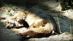 Le Chacal et son bain de soleil.