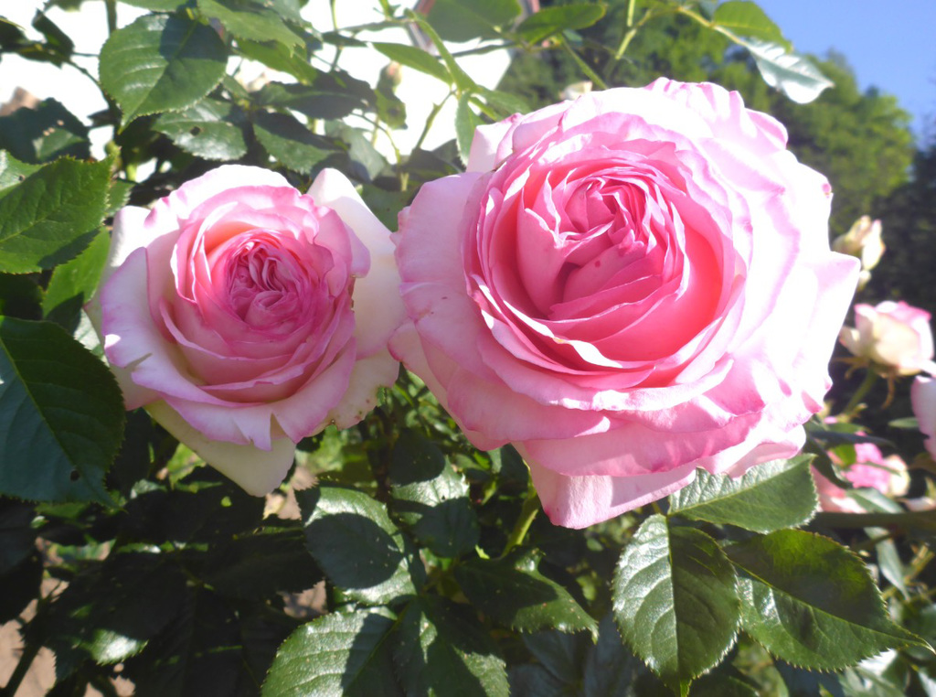 Rose 'Eden'