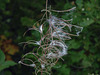 20170923 2963CPw [D~MI] Schmalblättriges Weidenröschen (Epilobium angustifolium), Großes Torfmoor, Hille