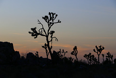 Desert Sunset