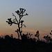 Desert Sunset