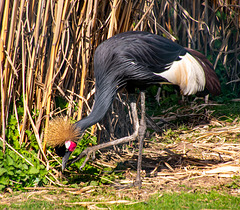 African crowned crane