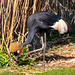 African crowned crane