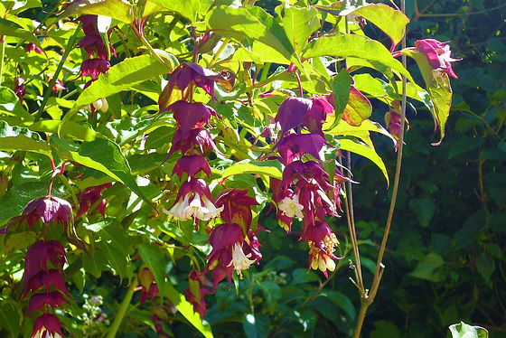 Lycesteria formosa aka Himalayan honeysuckle