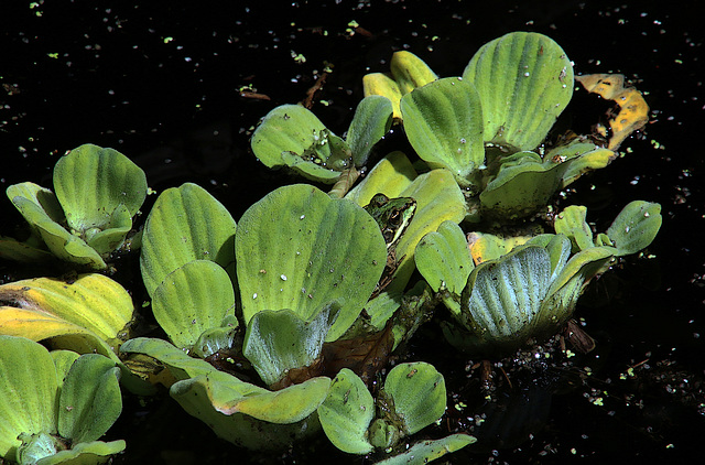 Trouve la grenouille ...bravo mais comment t'as fait ?