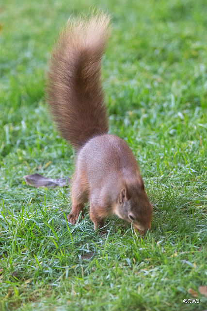 One of the resident Red Squirrels having its breakfast this morning