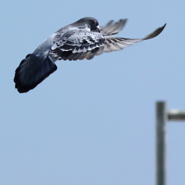 EOS 90D Peter Harriman 12 52 29 25660 pigeon1 dpp