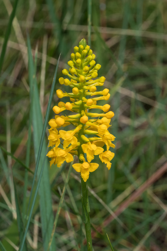 Gymnadeniopsis integra (Yellow Fringeless orchid)