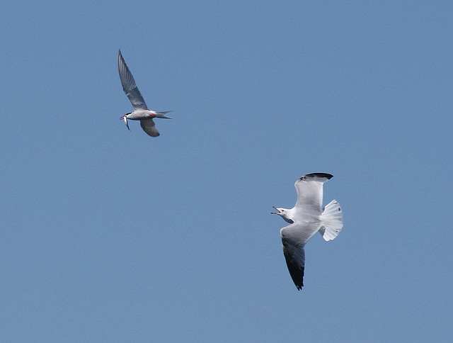 gull and common tern