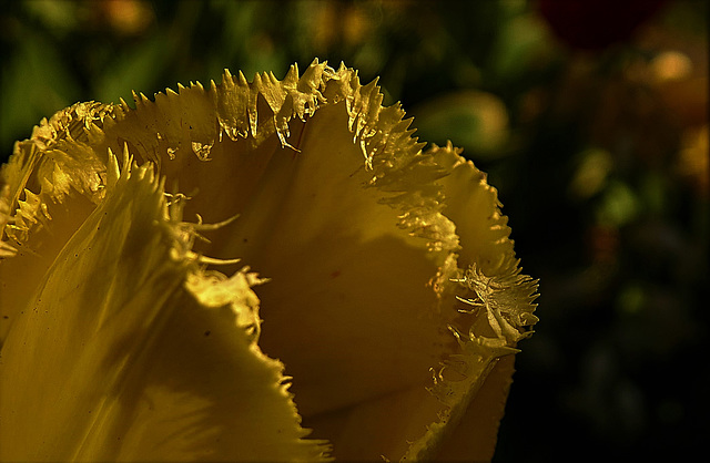 Parrot Tulip 5