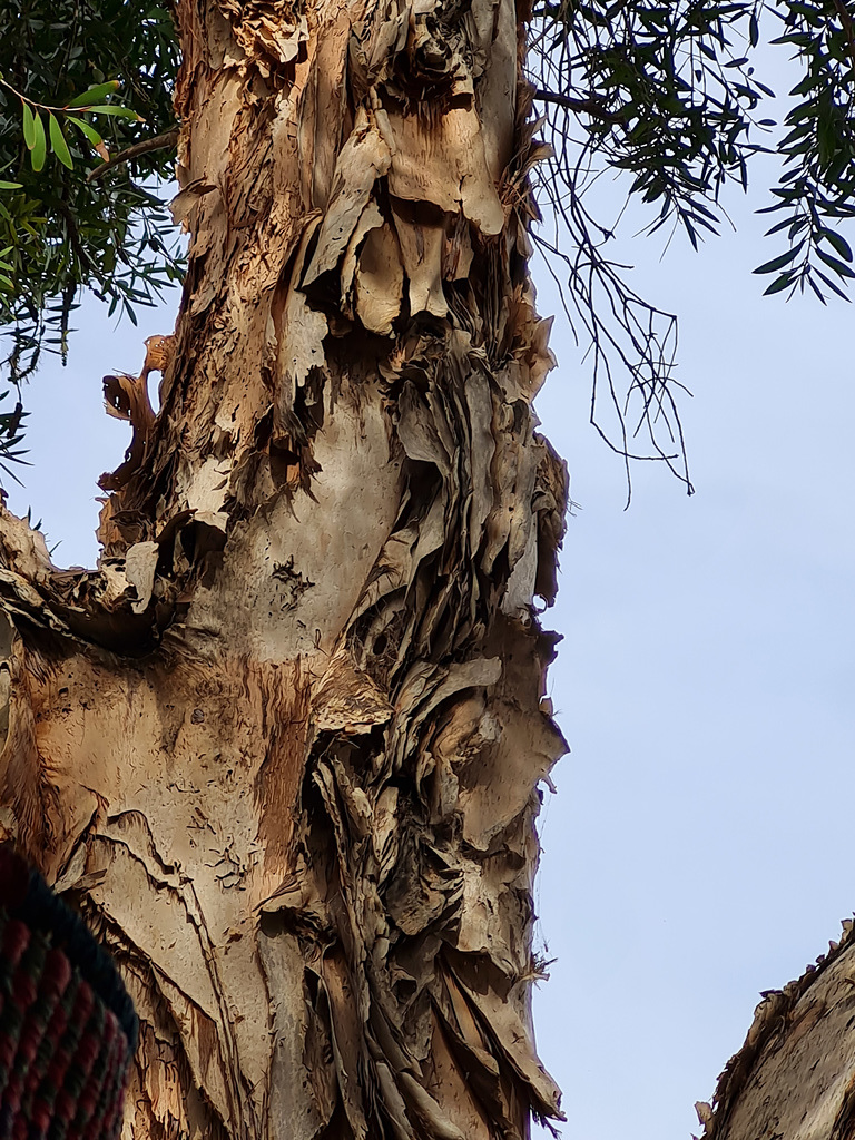 paperbark tree