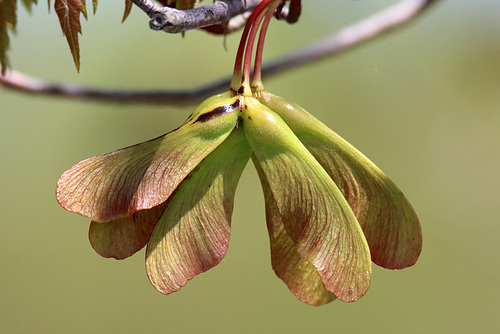 Maple samaras