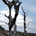 Penedos, Dead tree remains