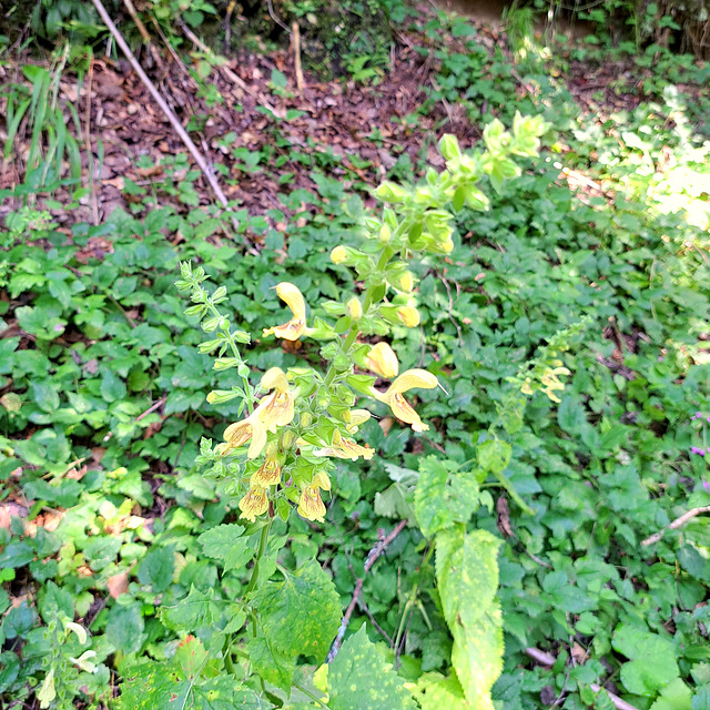 Klebriger Salbei / Gelber Salbei (Salvia glutinosa)