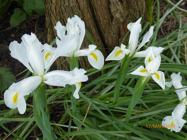 jardin le 17 mars 2024